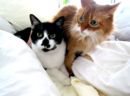 Butch and Cleo, The Cats Butch and Cleo, The Cats